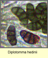 Diplotomma hedinii