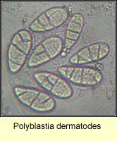 Polyblastia dermatodes