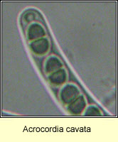 Acrocordia cavata