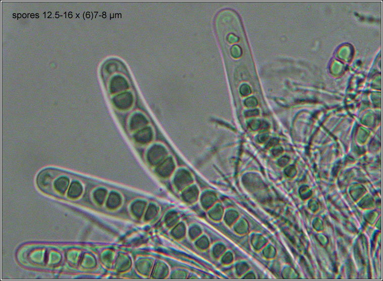 Acrocordia cavata