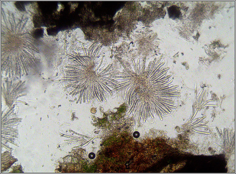 Acrocordia cavata