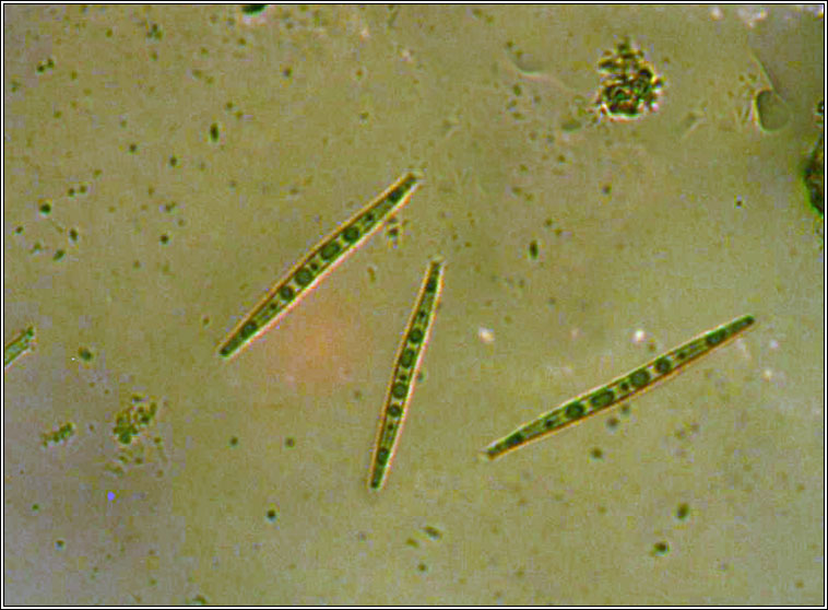 Peltigera didactyla