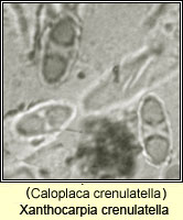 Xanthocarpia crenulatella (Caloplaca crenulatella)