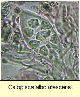 Caloplaca albolutescens