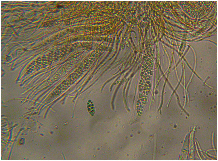 Gyalecta jenensis
