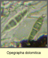 Opegrapha dolomitica