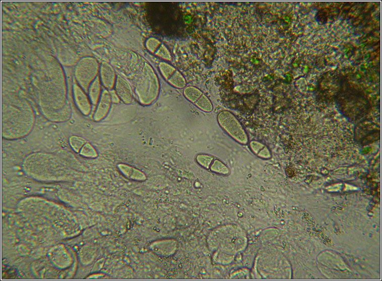Thelidium decipiens, albino morph