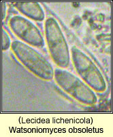 Watsoniomyces obsoletus (Lecidea lichenicola)