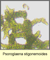 Psoroglaena stigonemoides