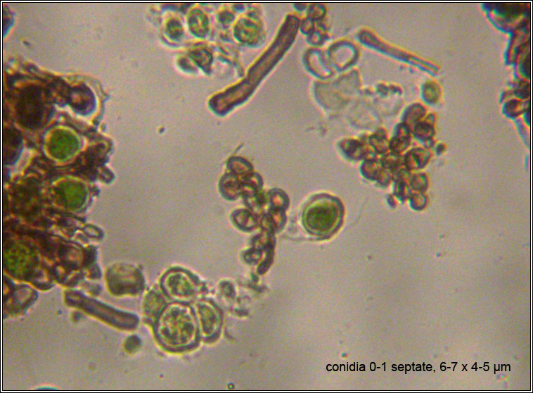 Cladophialophora parmeliae, conidia