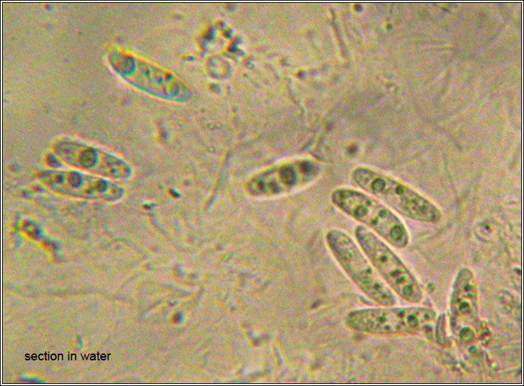 Telogalla olivieri