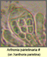 Arthonia parietinaria