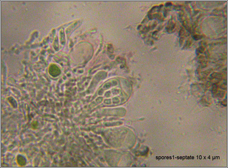 Arthonia parietinaria