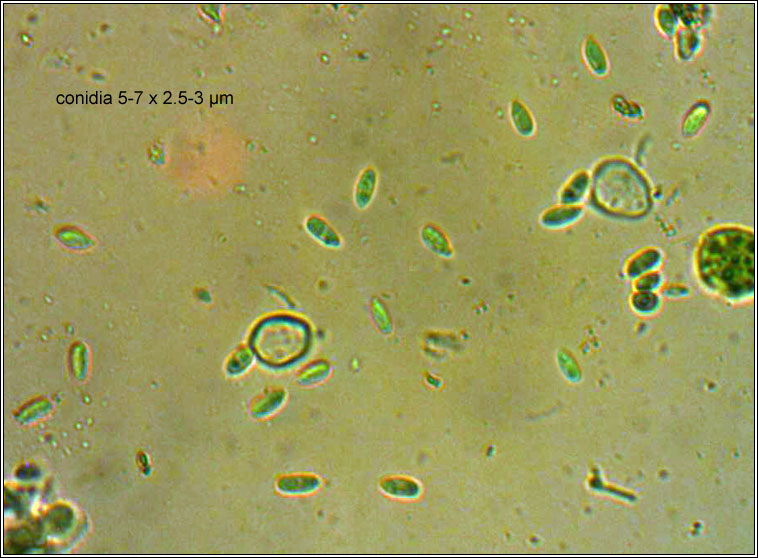 Didymocyrtis cladoniicola, anamorph