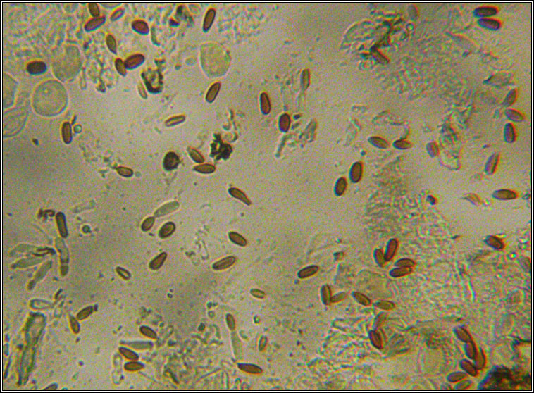 Lichenoconium lichenicola