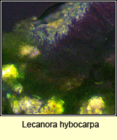 Lecanora hybocarpa