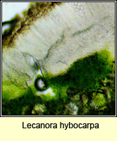 Lecanora hybocarpa