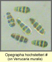 Opegrapha hochstetteri