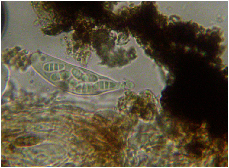 Opegrapha hochstetteri