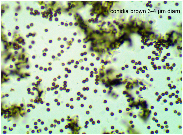 Lichenoconium usneae