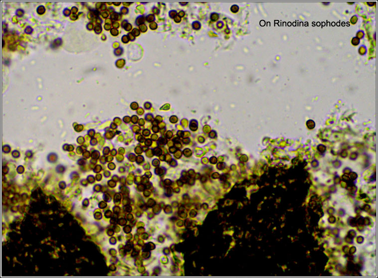 Lichenoconium erodens