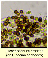 Lichenoconium erodens