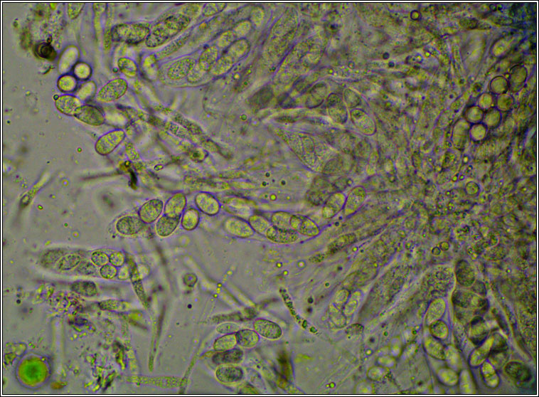 Lichenochora physciicola