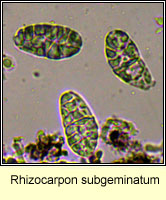 Rhizocarpon subgeminatum