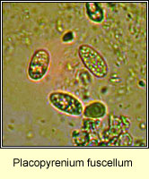 Placopyrenium fuscellum