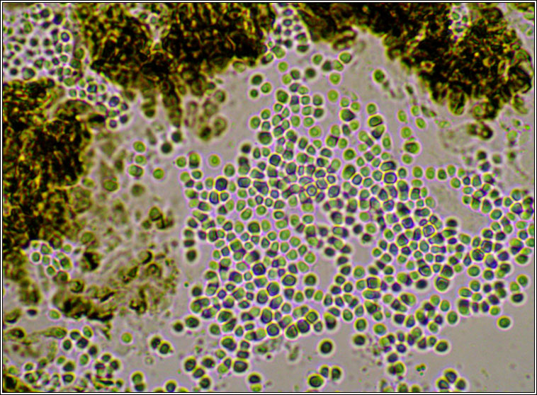 Abrothallus suecicus, anamorph