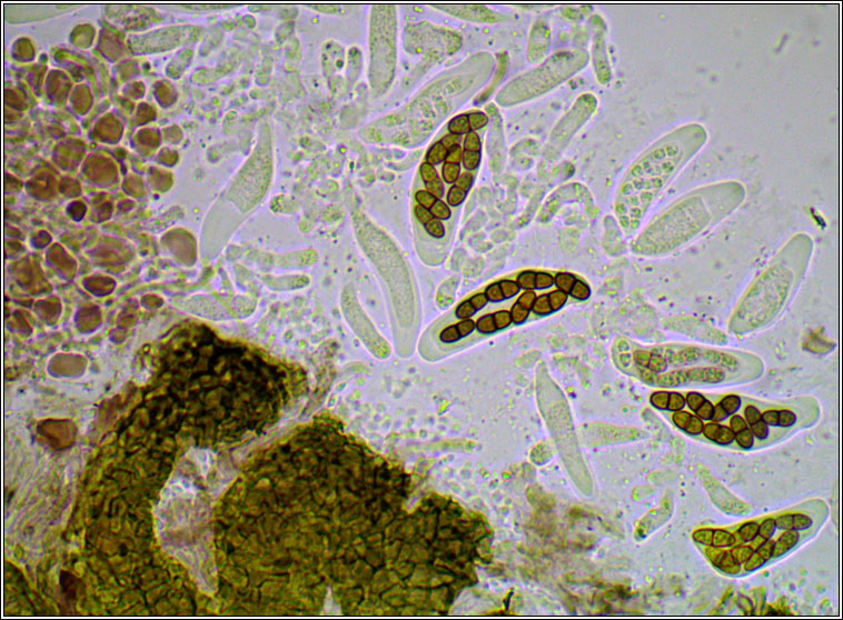 Endococcus ramalinarius