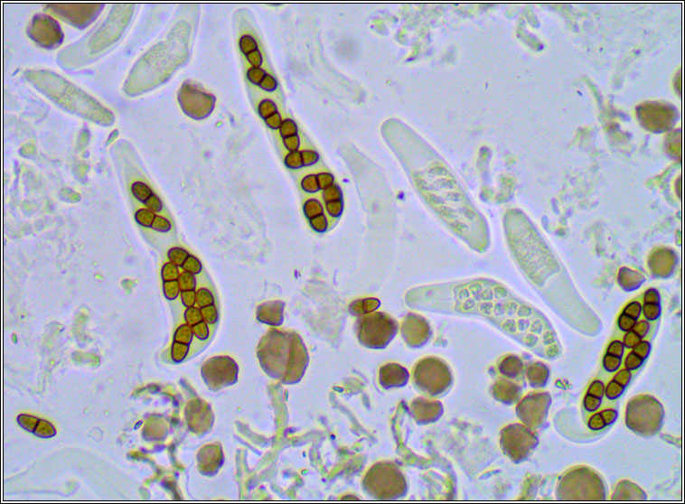 Endococcus ramalinarius