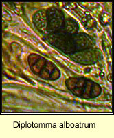 Diplotomma alboatrum, spores