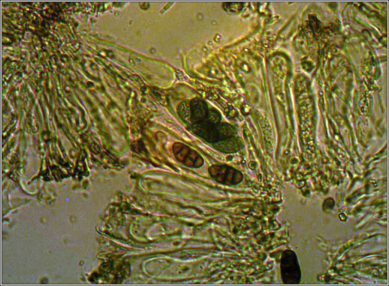 Diplotomma alboatrum, spores