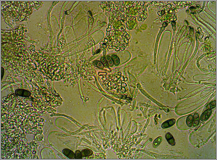 Hyperphyscia adglutinata
