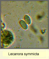 Lecanora symmicta