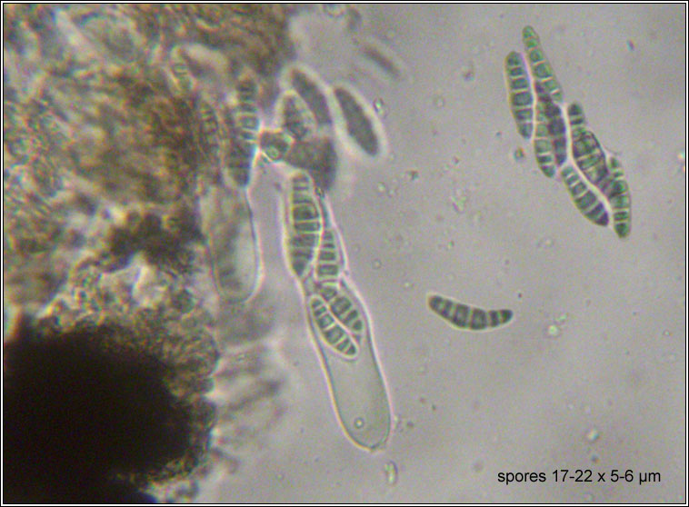 Opegrapha varia