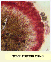 Protoblastenia calva