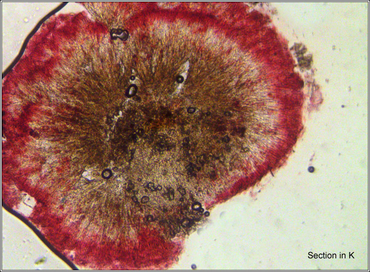 Protoblastenia calva