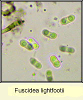 Fuscidea lightfootii