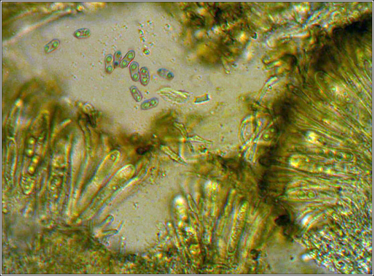 Fuscidea lightfootii