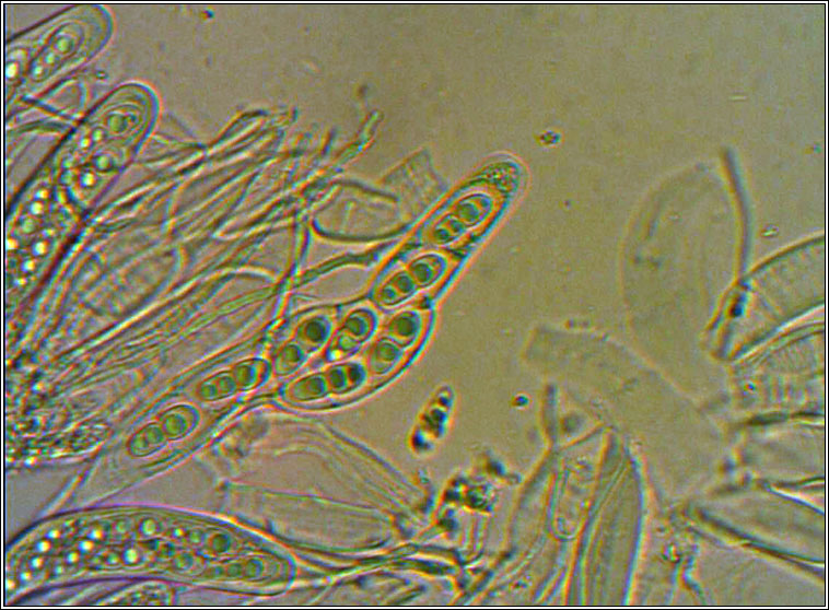 Arthopyrenia analepta