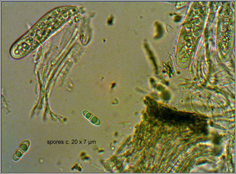 Arthopyrenia analepta