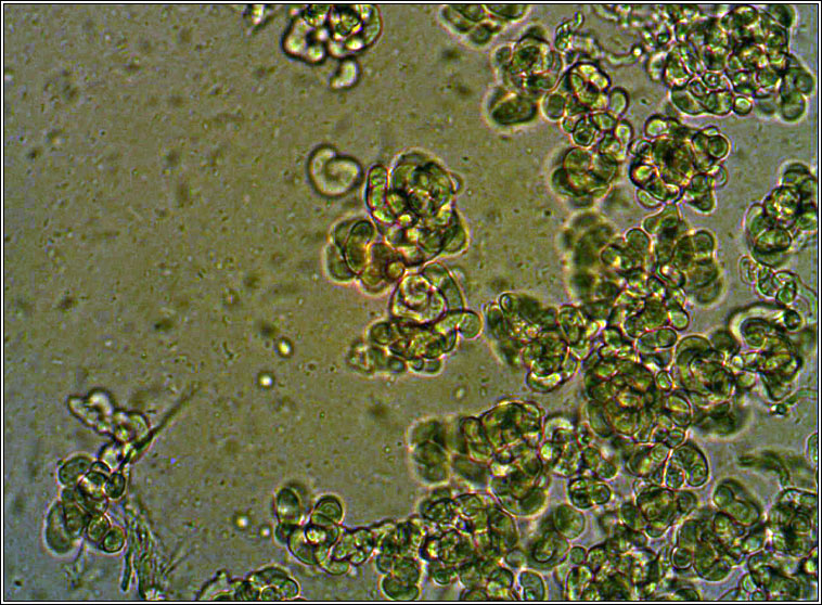 Illosporiopsis christiansenii, conidia