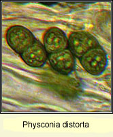 Physconia distorta