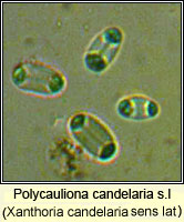 Polycauliona candelaria (Xanthoria candelaria)