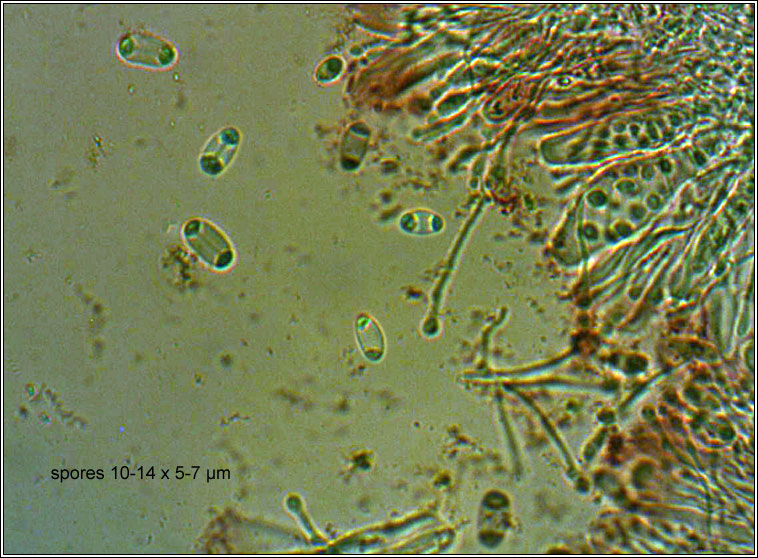 Xanthoria candelaria