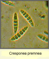 Cresponea premnea