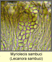 Myriolecis sambuci (Lecanora sambuci)