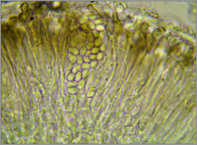 Myriolecis sambuci, Lecanora sambuci